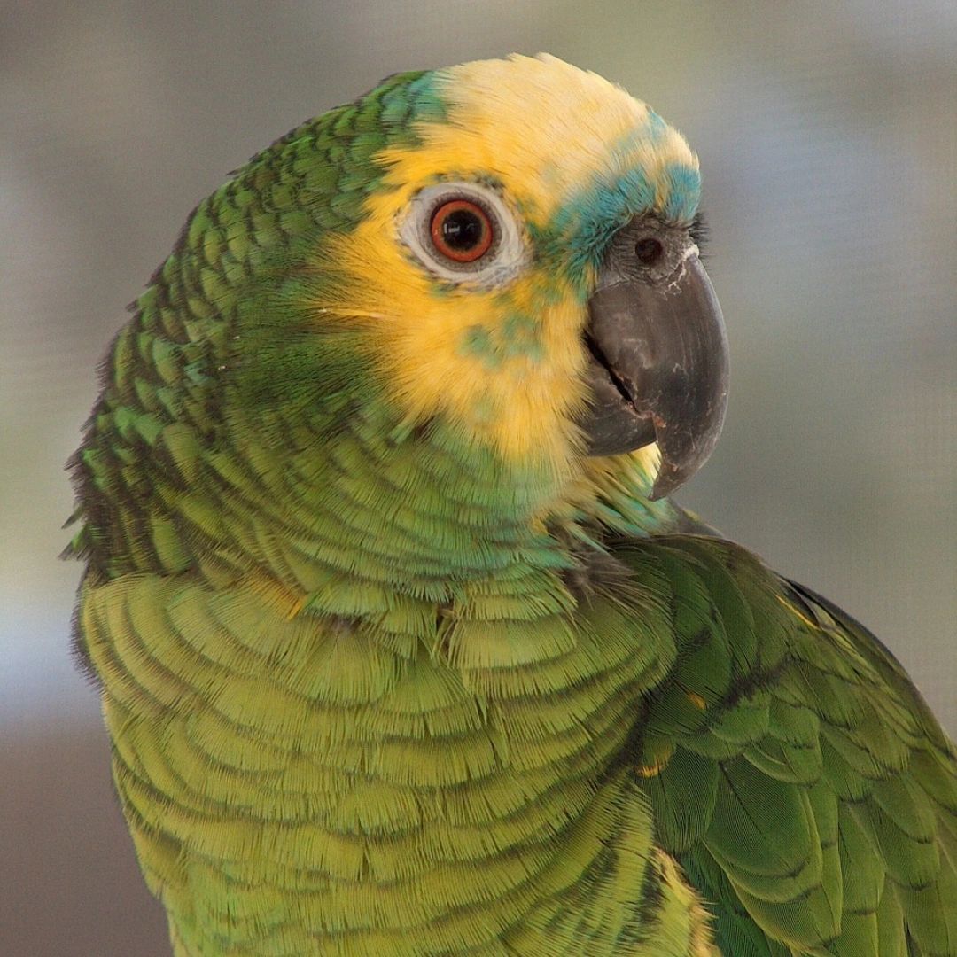 Blue Fronted Amazon Parrot 1 Pair   Rs=w 1200,h 1200